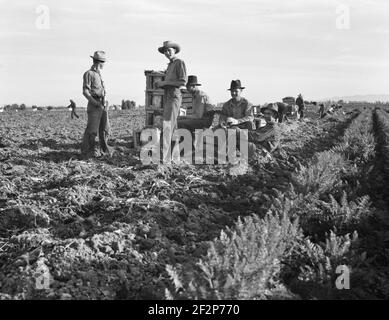 Les ouvriers agricoles à grande échelle, les Mexicains et les blancs du sud-ouest tirent, nettoient, nouent et carent des carottes pour le marché de l'est pour onze cents par caisse de quarante-huit bunches. Beaucoup peuvent faire à peine un dollar par jour. La forte offre de main-d'œuvre et la concurrence pour les emplois sont très désireuse. Près de Meloland, Imperial Valley. Février 1939. . Photo de Dorothea Lange. Banque D'Images