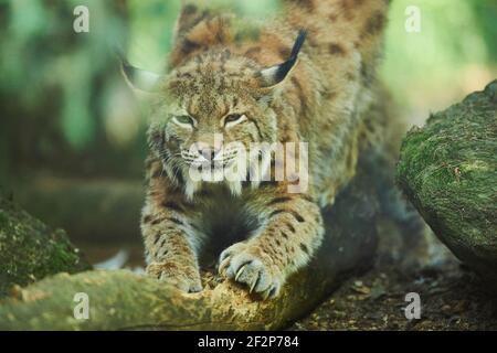 Lynx eurasien, lynx Lynx, tronc d'arbre, griffes, affûtage, Bavière, Allemagne, Europe Banque D'Images