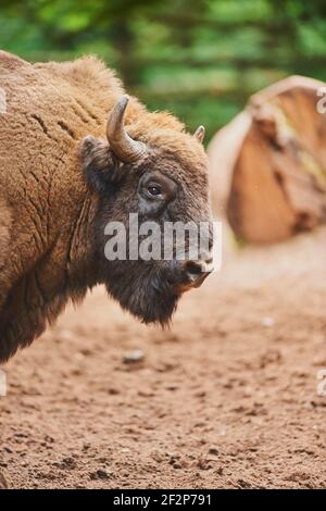 Wisent, Bos bonasus, demi-portrait, Bavière, Allemagne, Europe Banque D'Images