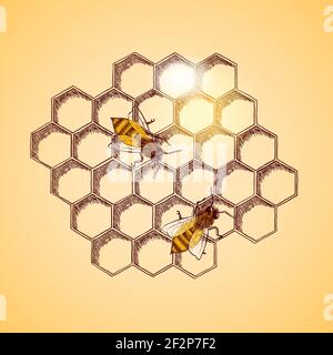 Les abeilles et miel background vector illustration Illustration de Vecteur