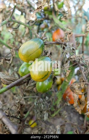 Brûlure tardive chez la tomate (Solanum lycopersicum), Phytophthora infestans Banque D'Images