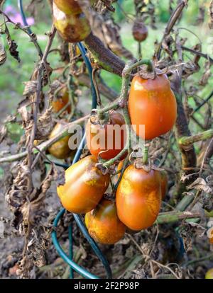 Brûlure tardive chez la tomate (Solanum lycopersicum), Phytophthora infestans Banque D'Images