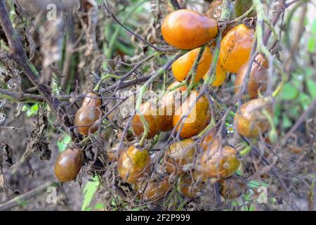 Brûlure tardive chez la tomate (Solanum lycopersicum), Phytophthora infestans Banque D'Images