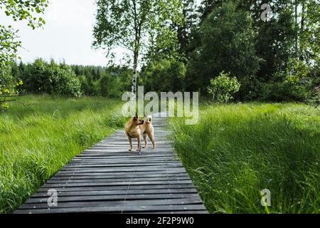 Promenade estivale avec votre chien à travers les High Fens In Belgique Banque D'Images