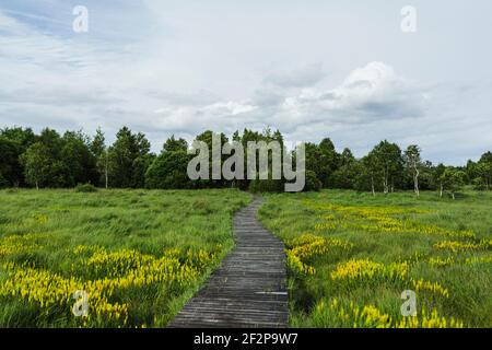 Promenade d'été à travers les Hautes Fens en Belgique Banque D'Images