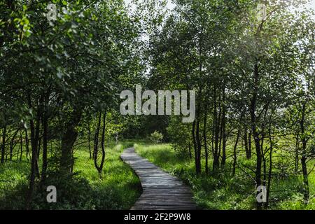 Promenade d'été à travers les Hautes Fens en Belgique Banque D'Images