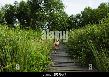Promenade estivale avec votre chien à travers les High Fens In Belgique Banque D'Images