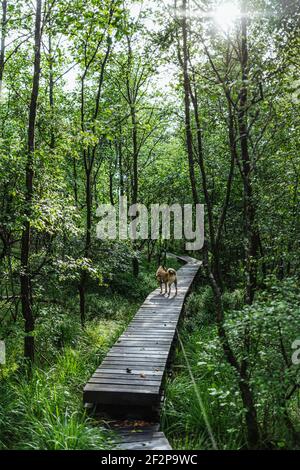Promenade estivale avec votre chien à travers les High Fens In Belgique Banque D'Images