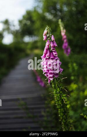 Promenade d'été à travers les Hautes Fens en Belgique Banque D'Images