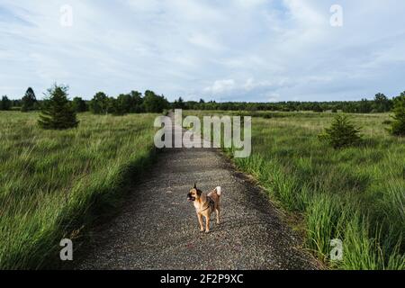 Promenade estivale avec votre chien à travers les High Fens In Belgique Banque D'Images