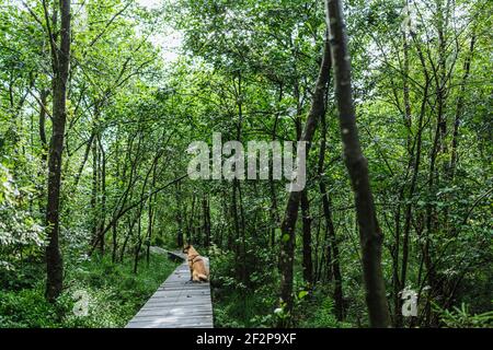 Promenade estivale avec votre chien à travers les High Fens In Belgique Banque D'Images