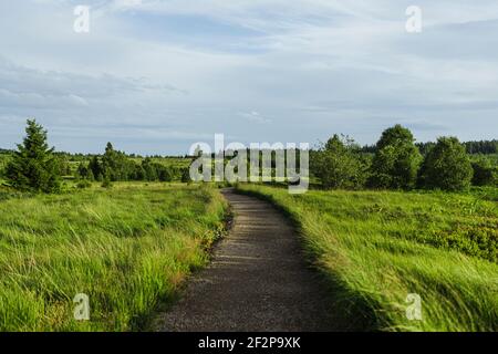 Promenade d'été à travers les Hautes Fens en Belgique Banque D'Images