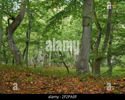 Forêt mystique de Darß primeval, parc national de Vorpommersche Boddenlandschaft, Mecklembourg-Poméranie occidentale, Allemagne Banque D'Images