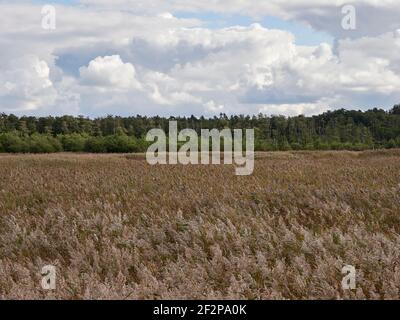 Forêt mystique de Darß primeval, parc national de Vorpommersche Boddenlandschaft, Mecklembourg-Poméranie occidentale, Allemagne Banque D'Images