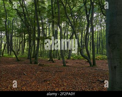 Forêt mystique de Darß primeval, parc national de Vorpommersche Boddenlandschaft, Mecklembourg-Poméranie occidentale, Allemagne Banque D'Images