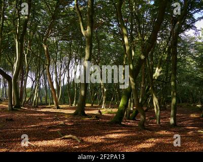 Forêt mystique de Darß primeval, parc national de Vorpommersche Boddenlandschaft, Mecklembourg-Poméranie occidentale, Allemagne Banque D'Images