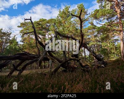 Forêt mystique de Darß primeval, parc national de Vorpommersche Boddenlandschaft, Mecklembourg-Poméranie occidentale, Allemagne Banque D'Images