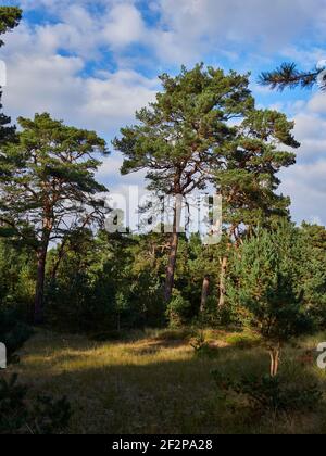 Forêt mystique de Darß primeval, parc national de Vorpommersche Boddenlandschaft, Mecklembourg-Poméranie occidentale, Allemagne Banque D'Images