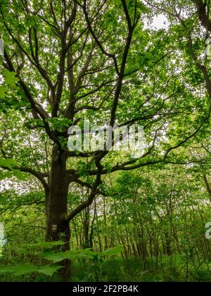 Vieux chêne (Quercus robur) dans une forêt dense, avec panneau touristique. Banque D'Images