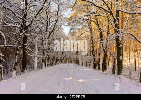 Route forestière en hiver avec beaucoup de neige, des voies de voitures dans la neige, le soleil brille à travers les arbres, de grands vieux chênes sur le côté de la route Banque D'Images