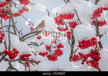 Fruits de Rowan ou de frêne de montagne (Sorbus aucuparia) après la chute de neige, oiseau sauvage parmi les branches, Dolomites, Belluno, Vénétie, Italie Banque D'Images