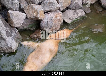 La nutrition adulte à cheveux rouges nage dans l'eau de la rivière avec la petite alimentation de bébé. Photo de haute qualité Banque D'Images