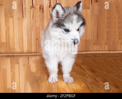 Un husky sibérien sur le plancher en bois et en regardant loin. Un chiot mignon couché. Banque D'Images