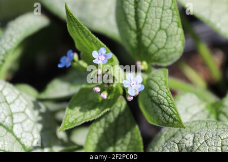 Délicates fleurs bleues et violettes sur un Forget-me-not Banque D'Images