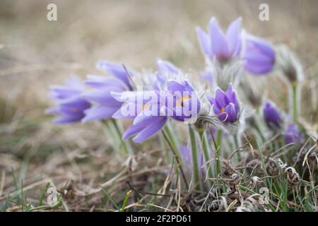 Pasque Flower (Pulsatilla vulgaris) ou Pasque Flower in Meadow, Basse-Autriche, Autriche, Europe Banque D'Images