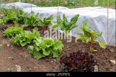 Laitue, verger suisse 'Silber', 'Rainbow' (Beta vulgaris) dans la zone végétale, couverture polaire comme protection contre le froid Banque D'Images