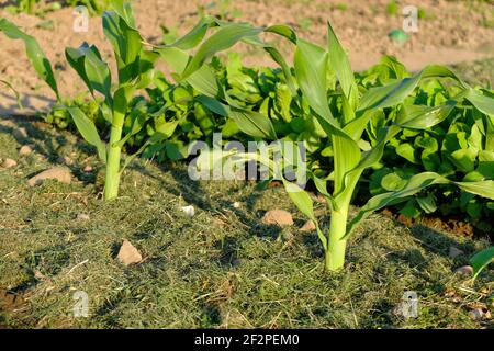 Maïs doux 'Sextet' (groupe Zea mays saccharata), couche de paillis provenant de coupures de pelouse Banque D'Images