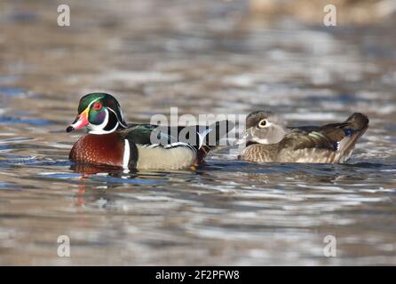 Une paire de canard de bois Aix sponsora natation sur un lac en hiver Banque D'Images