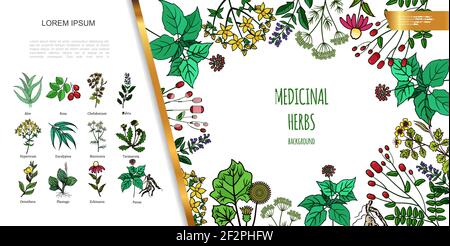 Herbes médicinales dessinées à la main coloré concept avec différents médicaments médicaux et illustration de vecteur de plantes saines Illustration de Vecteur