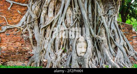 Tête en grès d'une statue de Bouddha, cultivée dans le réseau de racines d'un figue à étrangler (Ficus religiosa), Wat Mahathe, Ayutthaya, Thaïlande, Asie Banque D'Images