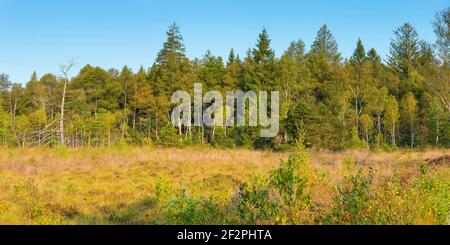 Wurzacher Ried, Bad Wurzach, haute-Souabe, Bade-Wurtemberg, Allemagne, Europe Banque D'Images