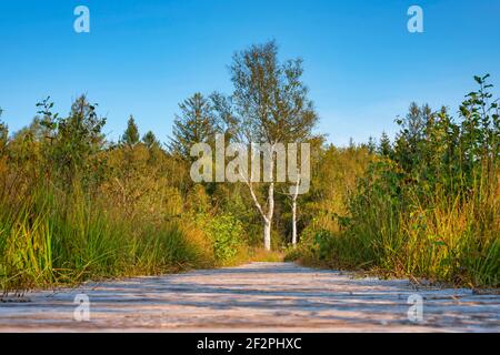 Wurzacher Ried, Bad Wurzach, haute-Souabe, Bade-Wurtemberg, Allemagne, Europe Banque D'Images