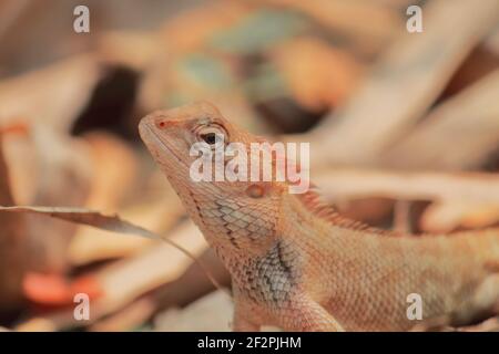 lézard de jardin oriental mâle (calotes versicolor) dans un plumage non reproductrice Banque D'Images