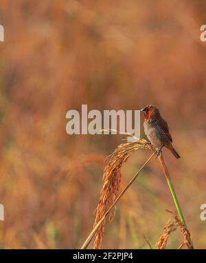 une belle munia écaillée ou une munia tachetée ou un mannikin à la noix de muscade (lonchura punctulata) est en train de percher sur une feuille de paddy Banque D'Images