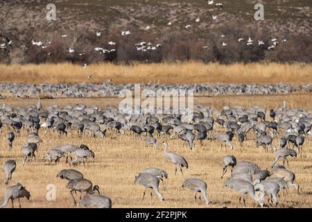 Un troupeau de grues du Canada se nourrissant dans un champ de céréales de la réserve naturelle nationale Bosque del Apache, Nouveau-Mexique. Un troupeau d'Oies des neiges vole à l'intérieur Banque D'Images