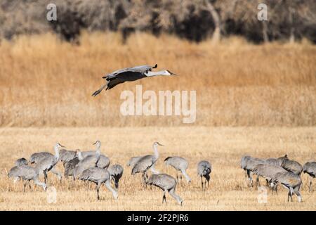 Une grue Sandhill débarque dans un troupeau de grues se nourrissant dans un champ de céréales. Réserve naturelle nationale Bosque del Apache, Nouveau-Mexique. Banque D'Images