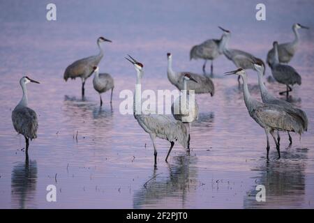 Des grues de sable votant tout en barbotant dans un étang peu profond dans la réserve naturelle nationale Bosque del Apache, Nouveau-Mexique. Banque D'Images