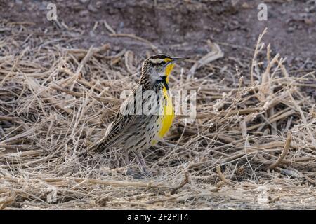 A Western Meadowlark, Sturnella neglecta, fourragent dans l'herbe. Réserve naturelle nationale Bosque del Apache au Nouveau-Mexique. Banque D'Images