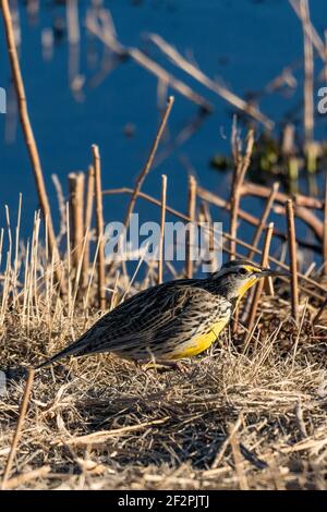 A Western Meadowlark, Sturnella neglecta, fourragent dans l'herbe. Réserve naturelle nationale Bosque del Apache au Nouveau-Mexique. Banque D'Images