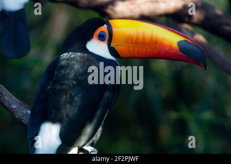 A Toco Toucan, Ramphastos toco, le plus grand de tous les toucans et originaire du Brésil, de la Bolivie, de l'Argentine, du Paraguay et du Pérou. Banque D'Images