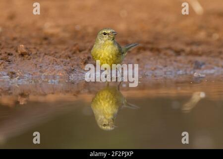 Une Paruline à couronne d'orange, Leiothlyphes celata, qui prend un verre dans un trou d'eau de la vallée du Rio Grande, dans le sud du Texas. Banque D'Images