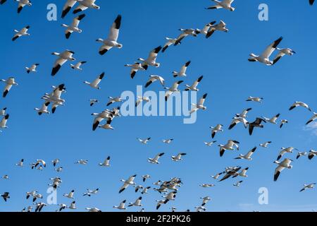 Les Oies des neiges se délasser dans la réserve naturelle nationale de Bosque del Apache, Nouveau-Mexique. Banque D'Images