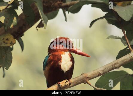 le kingfisher à gorge blanche ou le king fisher (halcyon smyrnensis) est assis sur une branche Banque D'Images