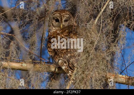 Un hibou barré repose dans un arbre du bassin d'Atchafalya, dans le sud de la Louisiane, aux États-Unis. Les hiboux sont principalement nocturnes et dorment généralement pendant la journée Banque D'Images