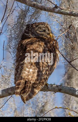 Un hibou barré repose dans un arbre du bassin d'Atchafalya, dans le sud de la Louisiane, aux États-Unis. Les hiboux sont principalement nocturnes et dorment généralement pendant la journée Banque D'Images