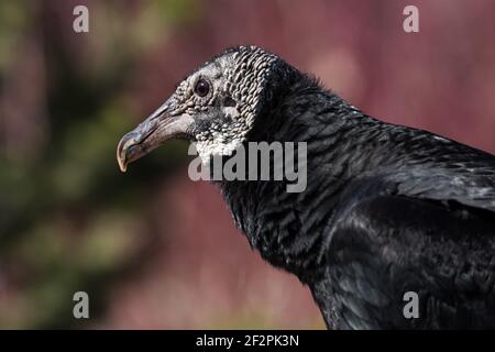 La Vulture Noire, Coragyps atratus, s'étend du sud-est des États-Unis jusqu'au centre du Chili et à l'Uruguay en Amérique du Sud. Il est commun et Banque D'Images